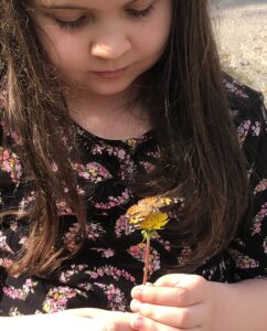 Abbys Butterfly https://www.healthyyardsmonroecounty.org