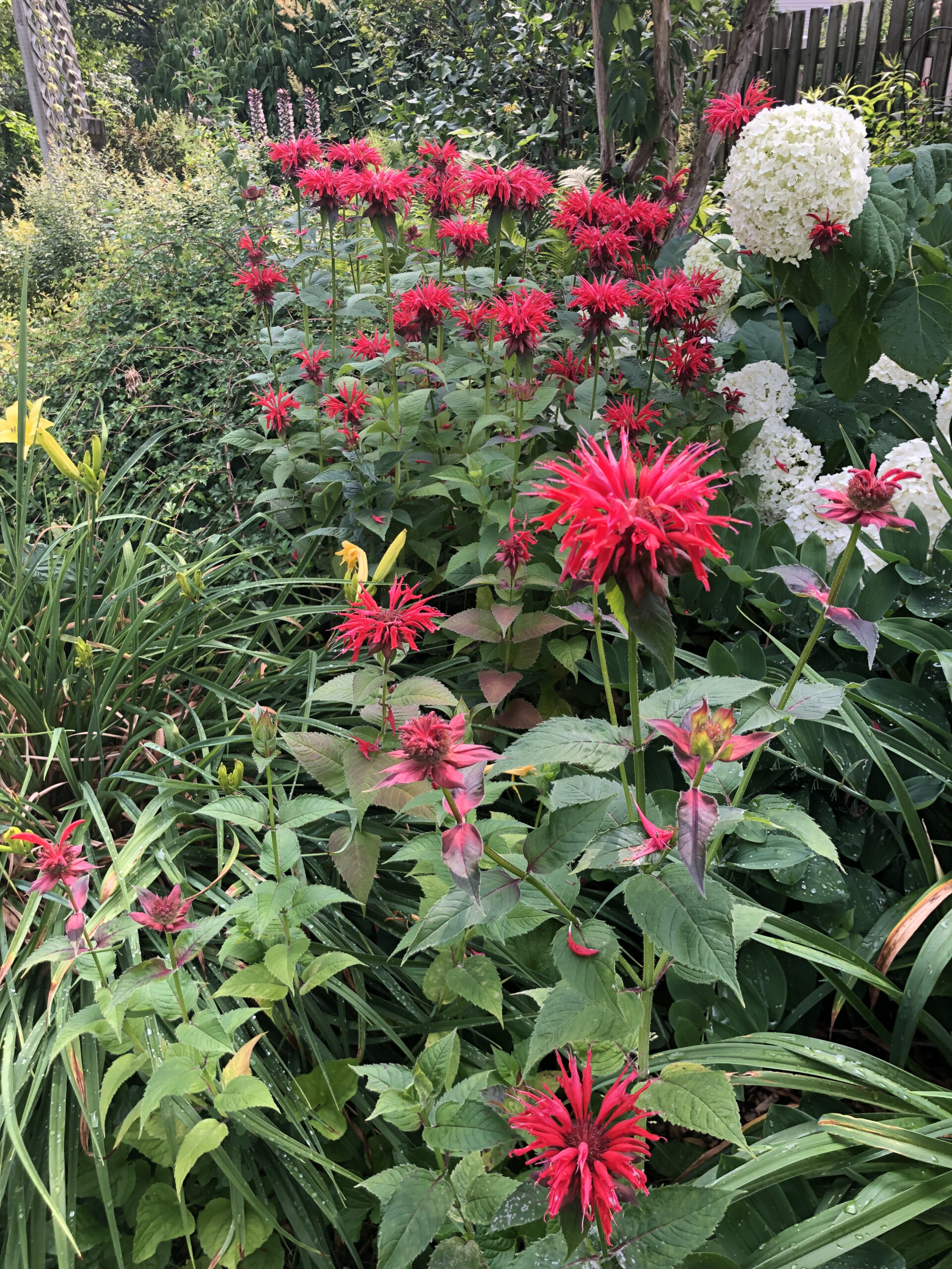 Beebalm scaled https://www.healthyyardsmonroecounty.org