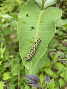 Monarch caterplllar on milkweed scaled https://www.healthyyardsmonroecounty.org