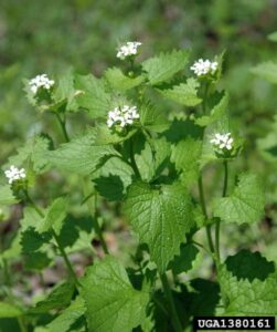 Invasive Plants https://www.healthyyardsmonroecounty.org Garlic mustard 2 e1645305992565 https://www.healthyyardsmonroecounty.org