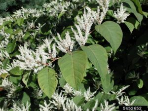 Invasive Plants https://www.healthyyardsmonroecounty.org Jap knotweed https://www.healthyyardsmonroecounty.org