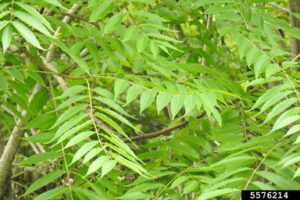 Invasive Plants https://www.healthyyardsmonroecounty.org Tree of heaven https://www.healthyyardsmonroecounty.org