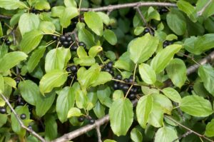 Invasive Plants https://www.healthyyardsmonroecounty.org buckthornberries https://www.healthyyardsmonroecounty.org