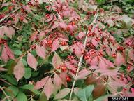 Invasive Plants https://www.healthyyardsmonroecounty.org burning bush 1 https://www.healthyyardsmonroecounty.org
