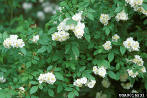 Invasive Plants https://www.healthyyardsmonroecounty.org multiflora rose https://www.healthyyardsmonroecounty.org