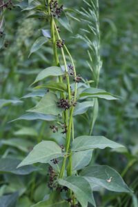 Invasive Plants https://www.healthyyardsmonroecounty.org swallow wort https://www.healthyyardsmonroecounty.org