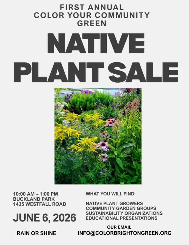 Color Brighton Green Plant Sale